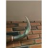 Image 5 : Mounted Steer Horns With Decorative Felt and Rope