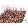 Image 6 : Large selection of what appears to be 15mm Macedonian pikeman with shields/ Approximately 125 indivi