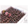 Image 6 : Large selection of what appears to be 15mm Napoleonic English infantry Approximately 232 individuall