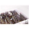 Image 6 : Large selection of what appears to be 15mm Napoleonic army including cavalry and infantry. 48 bases 