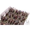 Image 4 : Large selection of what appears to be 15mm Viking and Saxon warriors including mounted fighters etc.