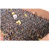 Image 5 : Large selection of what appears to be 15mm Napoleonic armies including 3rd O' Reilly Chevauleger, Bi