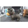 Image 4 : YuHung Realistic Walking Puppy Plush Toy