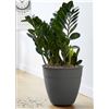 Image 1 : 3 Bloem 12" Ocean Plastic Planters