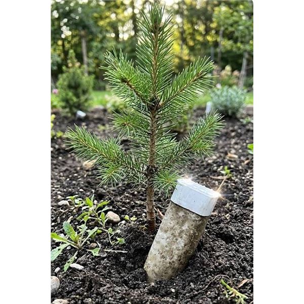 Miracle-Gro Evergreen Plant Food Spikes 4pk