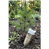 Image 1 : Miracle-Gro Evergreen Plant Food Spikes 4pk
