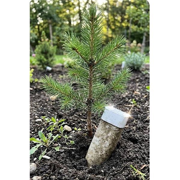 Miracle-Gro Evergreen Plant Food Spikes 4pk