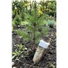 Image 1 : Miracle-Gro Evergreen Plant Food Spikes 4pk
