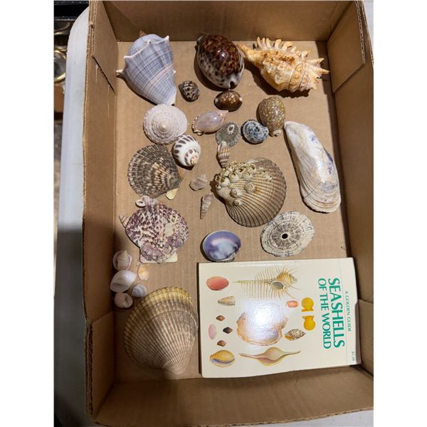 Shells