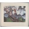 Peter Miehm Signed Finches Wildlife Bird Art Print