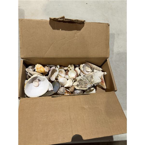 Shells