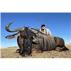 Image 1 : South Africa Wildebeest, Impala, Blesbuck - 2 Hunters 2 Observers