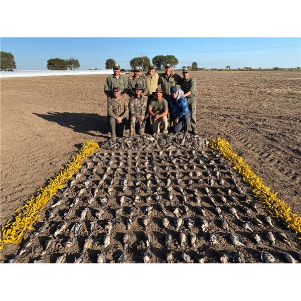 Argentina Dove and Pigeon for 3 Hunters