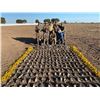 Image 1 : Argentina Dove and Pigeon for 3 Hunters