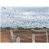 Image 7 : Argentina Dove and Pigeon for 3 Hunters