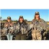 Image 8 : Argentina Dove and Pigeon for 3 Hunters