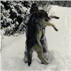 Image 4 : Canadian Wolf Hunt - 2 Hunters