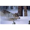 Image 6 : Canadian Wolf Hunt - 2 Hunters