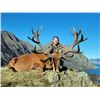 Image 1 : New Zealand Red Stag - 2 Red Stag 2 Hunters