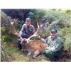 Image 2 : New Zealand Red Stag - 2 Red Stag 2 Hunters