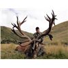 Image 8 : New Zealand Red Stag - 2 Red Stag 2 Hunters