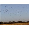 Image 2 : Argentina Dove, Pigion Fishing - 3 People