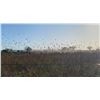 Image 9 : Argentina Dove, Pigion Fishing - 3 People