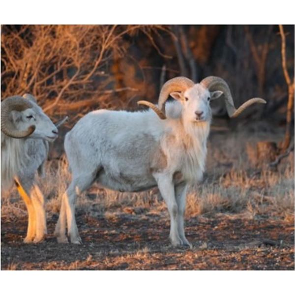 West Texas Exotic Sheep - 2 Hunters