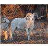 Image 1 : West Texas Exotic Sheep - 2 Hunters