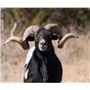 Image 2 : West Texas Exotic Sheep - 2 Hunters