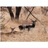 Image 3 : West Texas Exotic Sheep - 2 Hunters