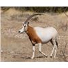 Image 5 : West Texas Exotic Sheep - 2 Hunters