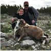 Image 6 : West Texas Exotic Sheep - 2 Hunters