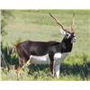 Image 7 : West Texas Exotic Sheep - 2 Hunters