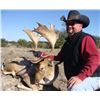 Image 8 : West Texas Exotic Sheep - 2 Hunters