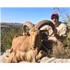 Image 9 : West Texas Exotic Sheep - 2 Hunters