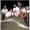 Image 15 : Florida Slam - Gator, Hogs, Iguana, Offshore Fishing - 2 People