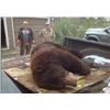Image 5 : Canada Black Bear - 2 Hunters