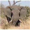 Image 5 : South Africa Wildebeest and Impala - 4 Hunters