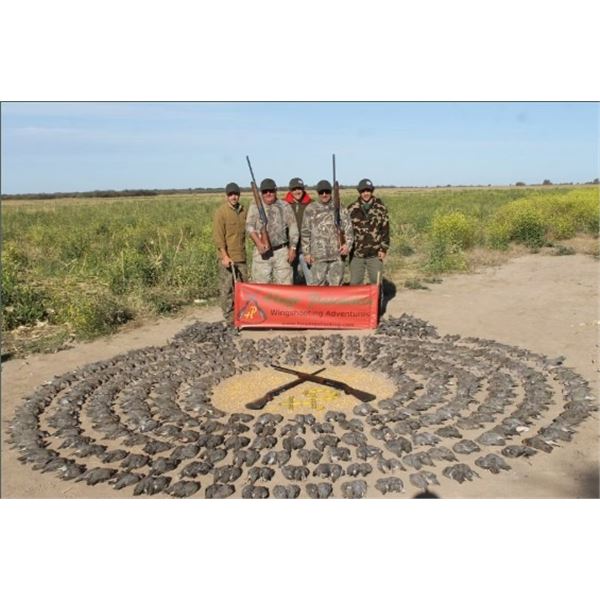 Argentina Dove Hunt - 4 Hunters