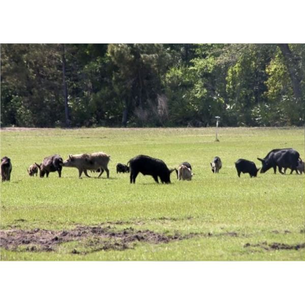 Texas Hog Hunt - Unlimited Hogs - 2 Hunters