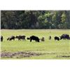 Image 1 : Texas Hog Hunt - Unlimited Hogs - 2 Hunters