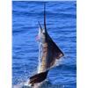 Image 3 : Fish Slamming Safari - Blue Marlin, Sail Fish, Roosterfish (2 Anglers)