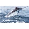 Image 5 : Fish Slamming Safari - Blue Marlin, Sail Fish, Roosterfish (2 Anglers)