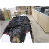 Image 1 : Bear Skin Rug - 72" Nose to Tail, 76" Front Paw to Front Paw