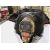 Image 2 : Bear Skin Rug - 72" Nose to Tail, 76" Front Paw to Front Paw