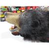 Image 3 : Bear Skin Rug - 72" Nose to Tail, 76" Front Paw to Front Paw