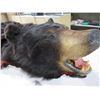 Image 4 : Bear Skin Rug - 72" Nose to Tail, 76" Front Paw to Front Paw