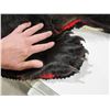 Image 5 : Bear Skin Rug - 72" Nose to Tail, 76" Front Paw to Front Paw