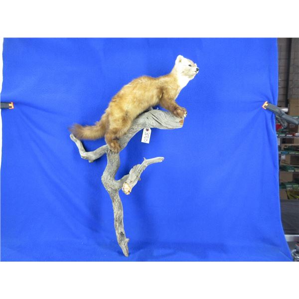 Mounted Pine Martin Taxidermy on Wood